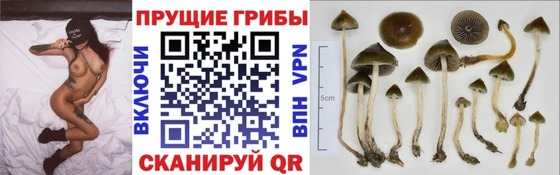 купить наркоту  Новая Ладога  Псилоцибиновые грибы ЛСД 